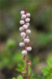 Pyrola minor. Соцветие с цветками и незрелыми плодами. Мурманская обл., Кандалакшский р-н, Княжегубское вдхр., оз. Нотозеро, небольшой остров, край соснового леса вблизи сырого каменистого берега. 05.07.2023.