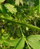 Thalictrum flavum