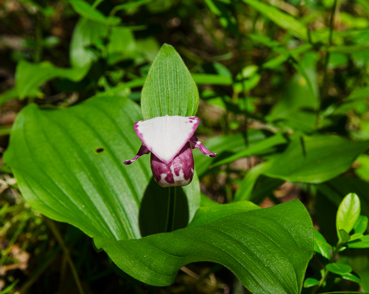 Image of Cypripedium guttatum specimen.