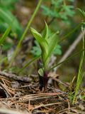 Epipactis atrorubens. Вегетирующее растение. Свердловская обл., Краснотурьинский ГО, долина р. Каква, средняя часть склона Синих скал, сосновый лес. 10 июня 2023 г.