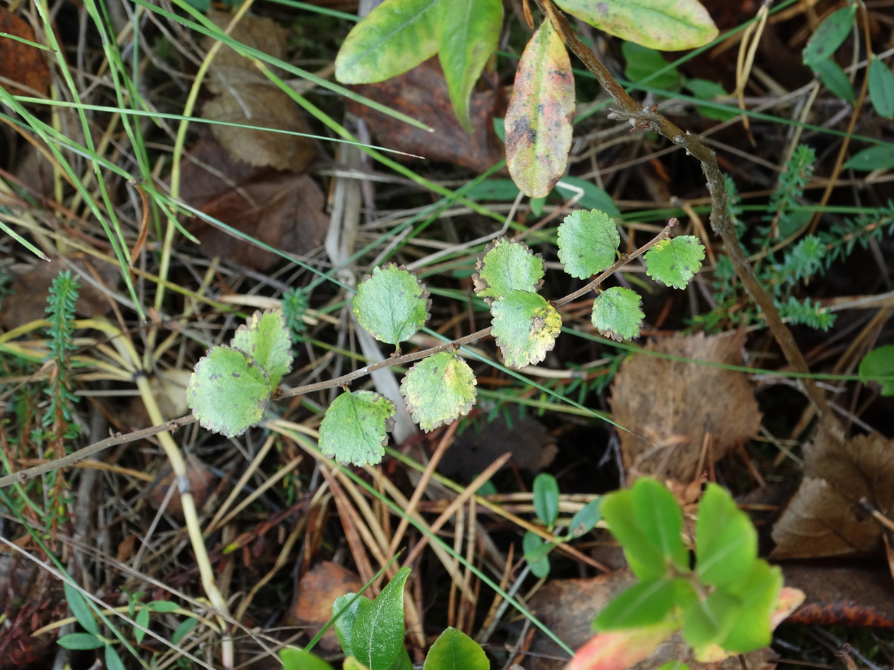 Image of Betula nana specimen.