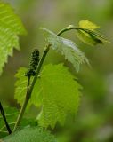 Vitis vinifera. Верхушка побега с соцветием на стадии бутонизации. Дагестан, Хунзахский р-н, с. Большой Гоцатль, ≈ 1100 м н.у.м., в культуре. 02.05.2022.