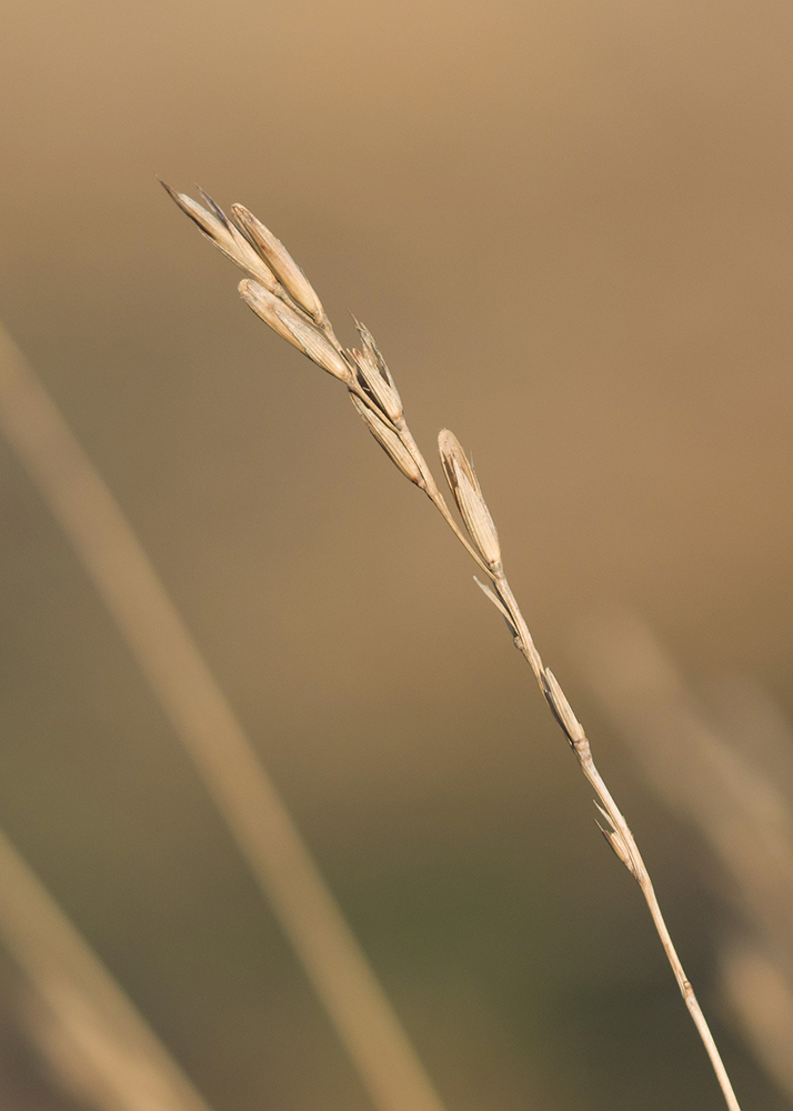 Image of Brachypodium rupestre specimen.