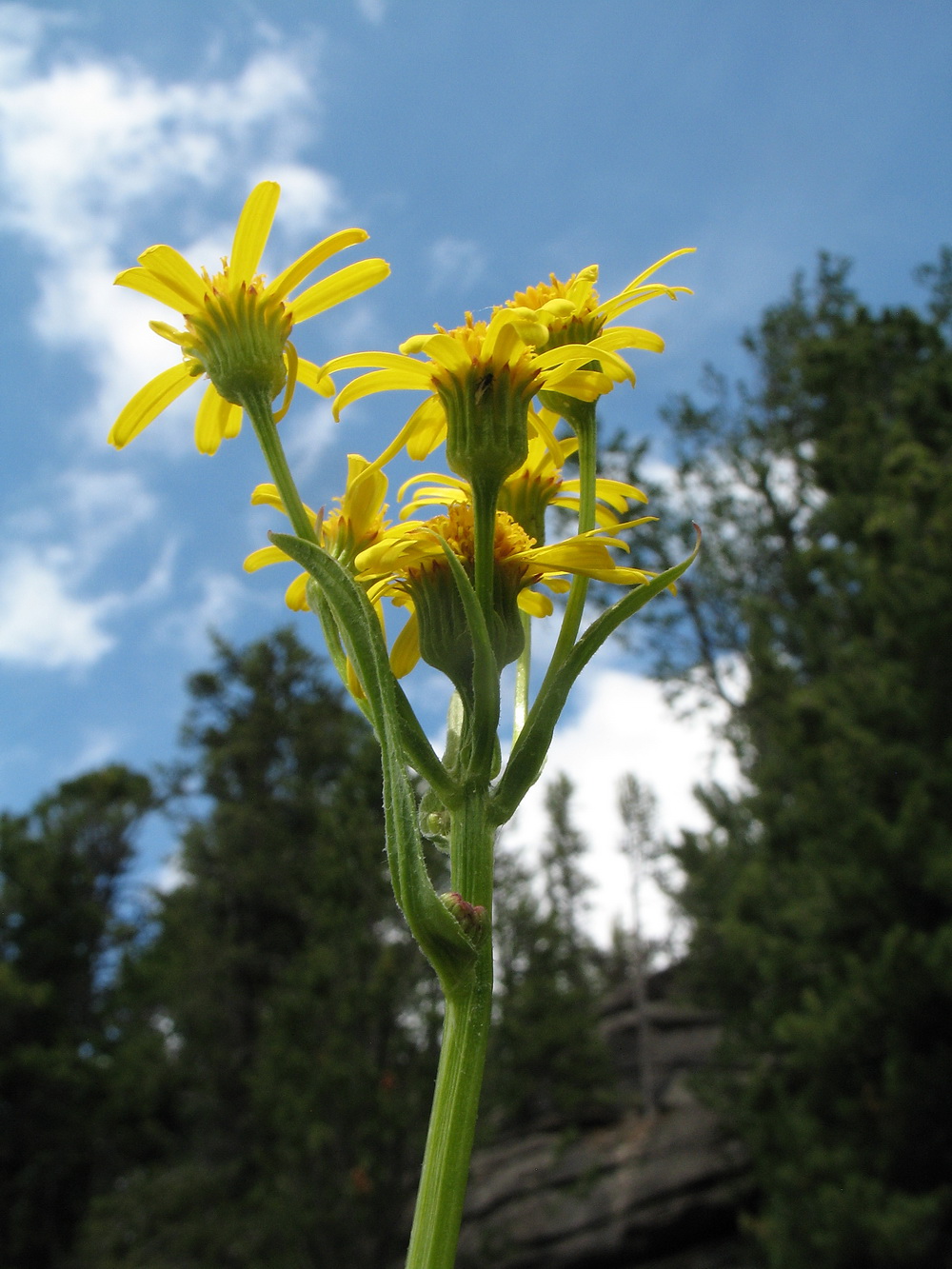 Image of Tephroseris integrifolia specimen.