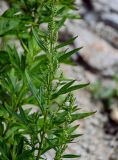 Artemisia montana