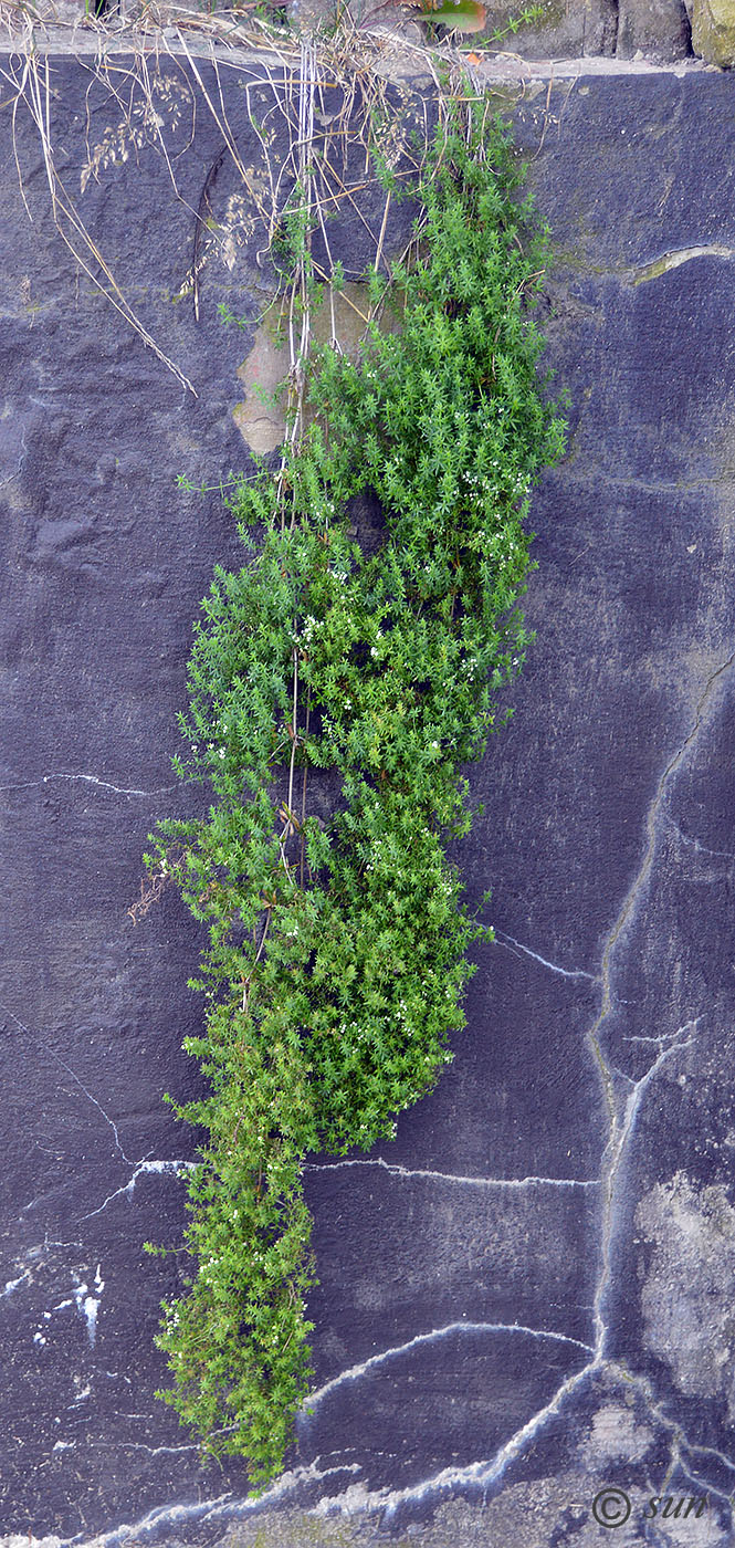 Изображение особи Galium aparine.