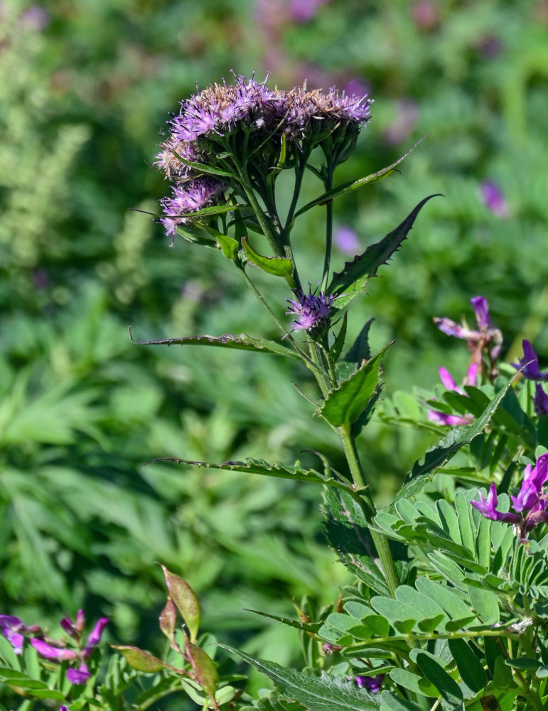 Изображение особи Saussurea riederii.