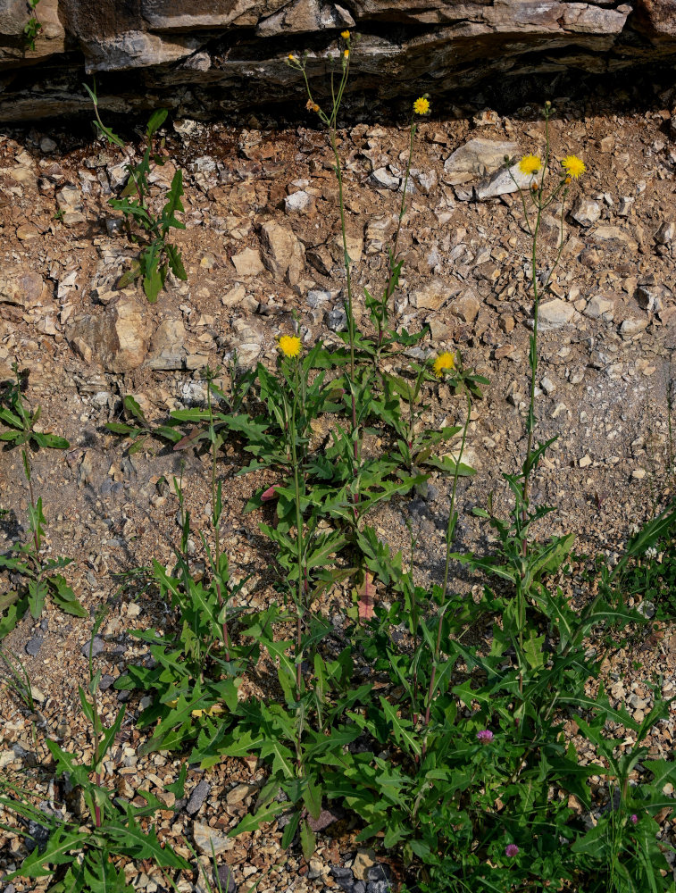 Изображение особи Sonchus arvensis.