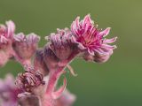 Sempervivum caucasicum. Часть соцветия. Карачаево-Черкесия, Урупский р-н, хр. Загедан, Загеданские озёра, ≈ 2600 м н.у.м., морена, альпийский луг, на скале. 08.08.2023.