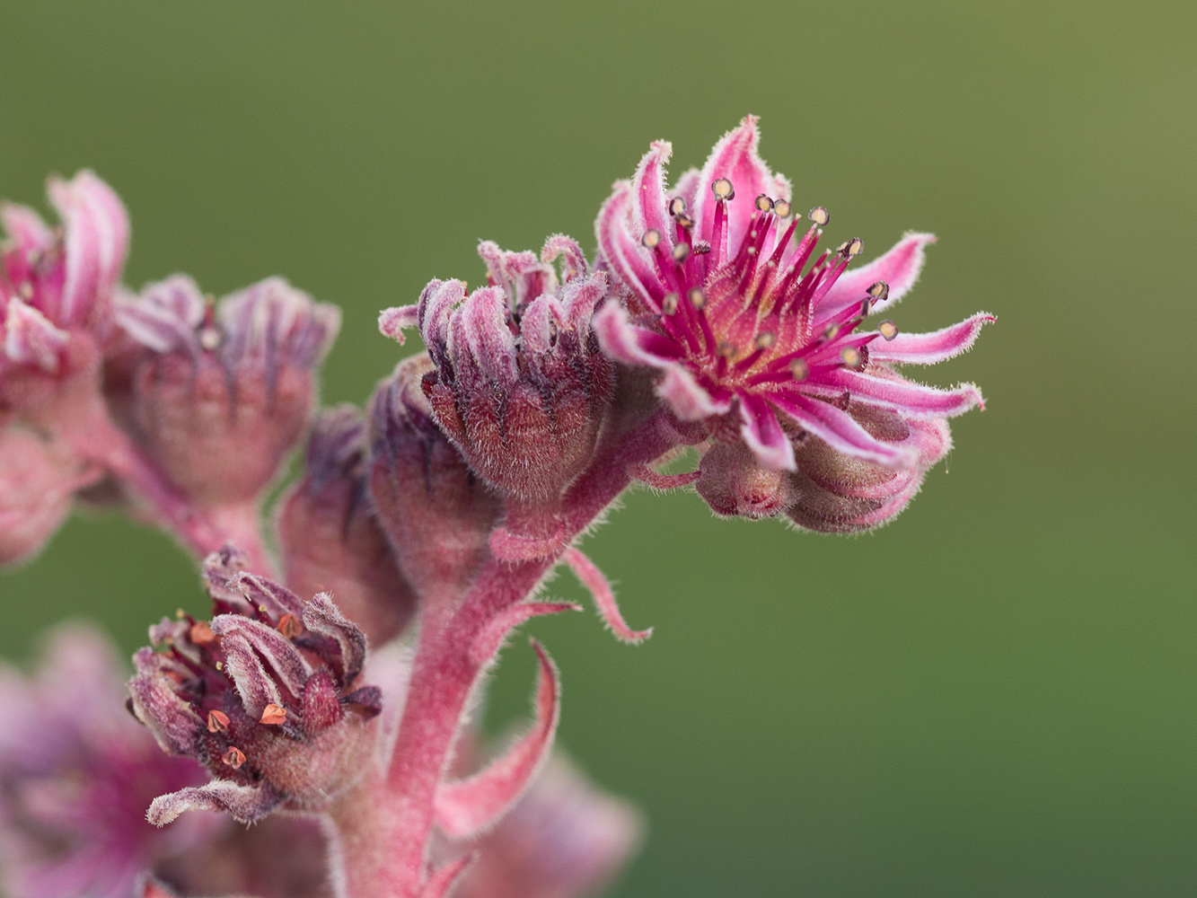 Изображение особи Sempervivum caucasicum.