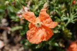 Papaver armeniacum