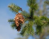 Pseudotsuga menziesii. Верхушка ветви с шишками. Краснодар, парк \"Краснодар\", Японский сад, в культуре. 01.01.2024.