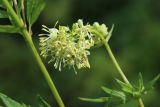 Thalictrum flavum. Соцветие. Новгородская обл., Новгородский р-н, дер. Юрьево, окр. музея «Витославлицы», берег. оз. Мячино под откосом дорожной насыпи, травяной ивняк. 24.07.2023.