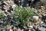 Tetracme quadricornis. Цветущее растение (в сообществе с Lactuca undulata). Таджикистан, Согдийская обл., Исфара, окр. г. Шураб, глинисто-каменистый склон. 2 мая 2023 г.