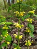 Galeobdolon caucasicum. Часть соцветия. Краснодарский край, г/о Сочи, Хостинский р-н, гора Бытха, восточный склон, широколиственный лес. 02.04.2024.
