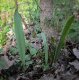 Tulipa biebersteiniana. Вегетирующие растения. Ростовская обл., окр. г. Донецк, правый берег р. Северский Донец, дубово-вязовый лес. 09.04.2024.