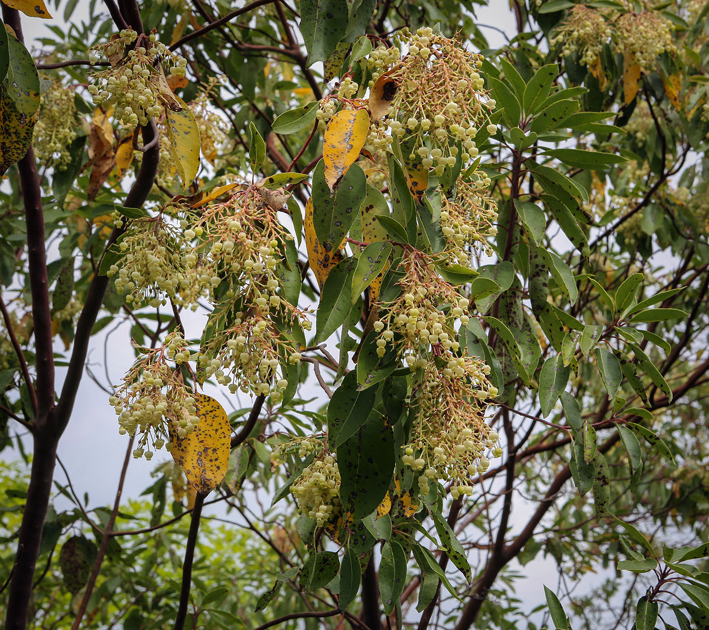 Image of Arbutus andrachne specimen.
