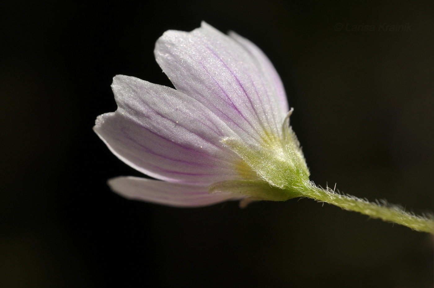 Изображение особи Oxalis acetosella.