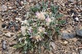Astragalus borodinii
