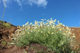 Anthemis ruthenica