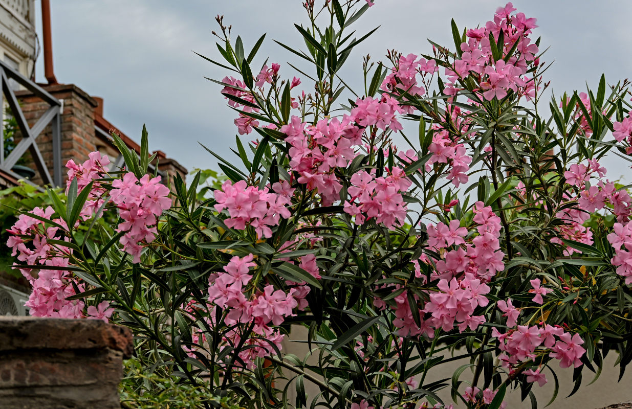Image of Nerium oleander specimen.