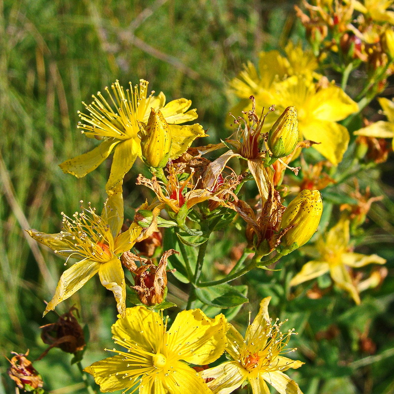 Image of Hypericum attenuatum specimen.