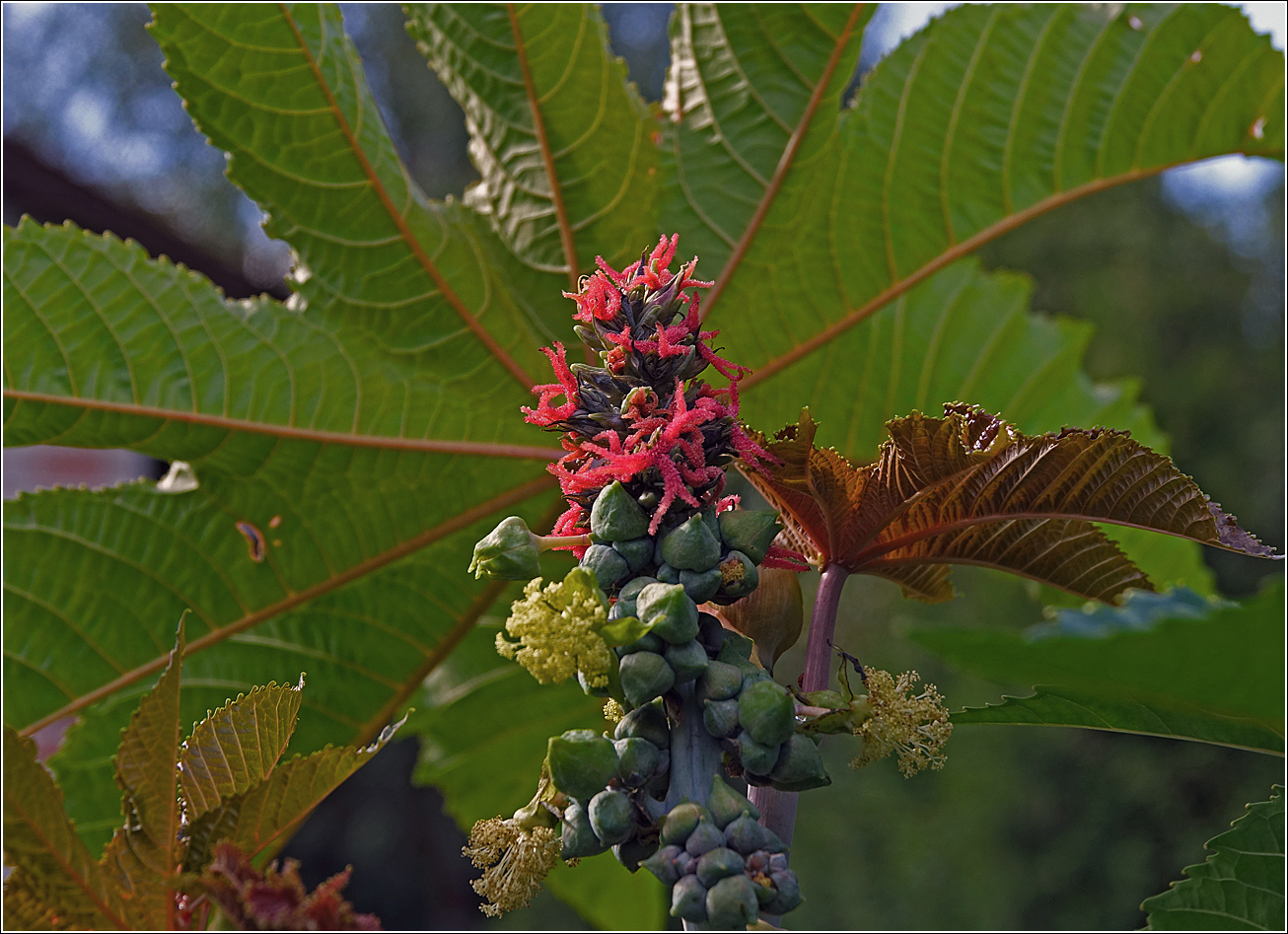 Image of Ricinus communis specimen.