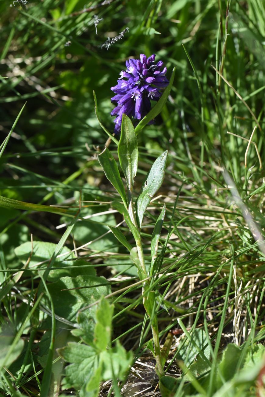 Изображение особи Polygala alpicola.