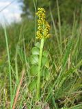 Botrychium lunaria. Спороносящее растение. Нидерланды, провинция Drenthe, окрестности Havelte. 24 мая 2009 г.