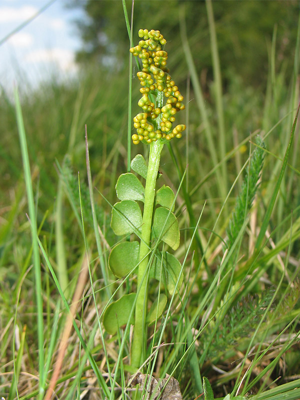 Изображение особи Botrychium lunaria.