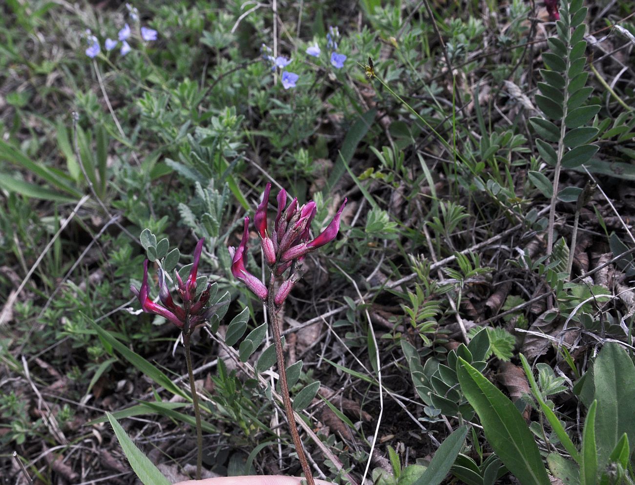 Изображение особи род Astragalus.