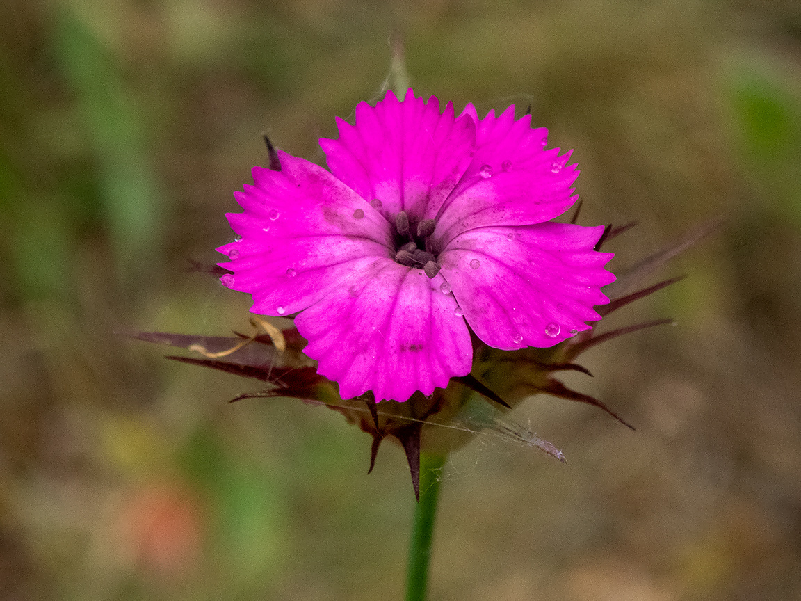 Изображение особи Dianthus capitatus.