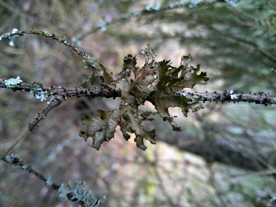 Image of Tuckermanopsis chlorophylla specimen.