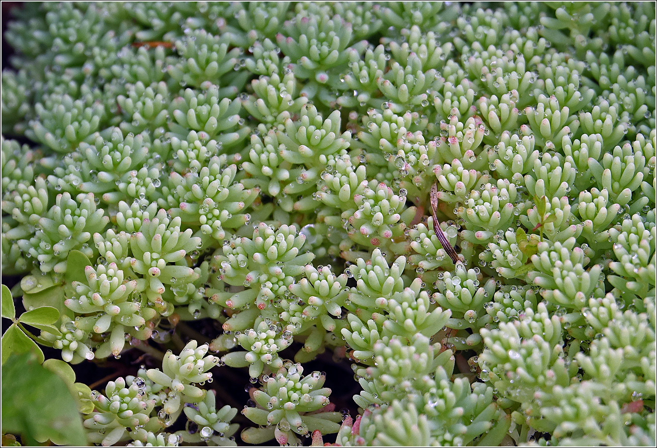 Изображение особи род Sedum.