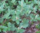 Salix vestita