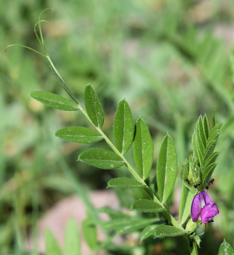 Image of Vicia sativa specimen.