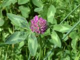 Trifolium pratense