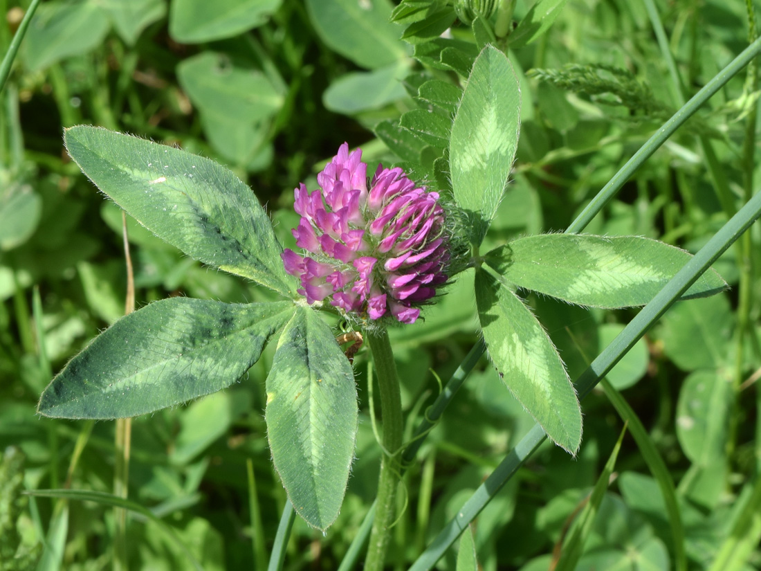 Image of Trifolium pratense specimen.