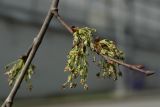 Ulmus laevis