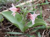 Rhinopetalum stenantherum. Цветущее растение. Узбекистан, Ташкентская обл., каменистый склон к Чарвакскому водохранилищу, степь. 29.03.2025.