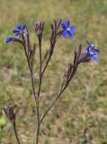 Anchusa azurea. Верхушка побега с соцветиями. Испания, Каталония, пров. Жирона, комарка Баш Эмпорда, муниципалитет Калонже, междурядье на оливковой плантации. 07.05.2025.