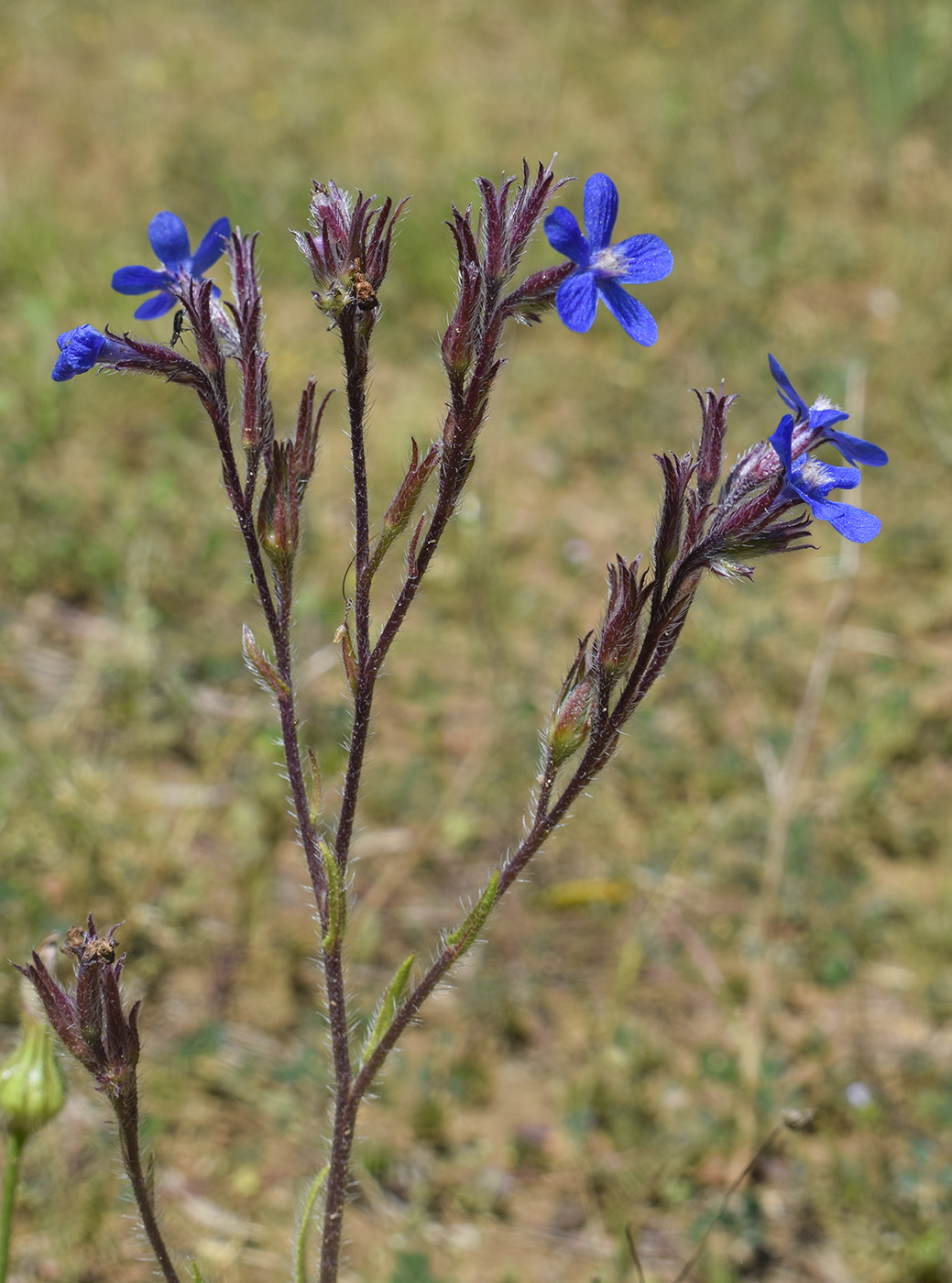 Image of Anchusa azurea specimen.