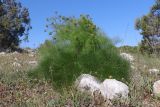Prangos trifida