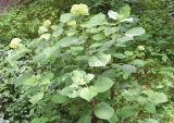 Hydrangea arborescens. Цветущее растение. Узбекистан, Ташкентская обл., зап. отр. Чаткальского хр., окр. кишлака Учтерак, зона отдыха, в культуре. 28.05.2025.