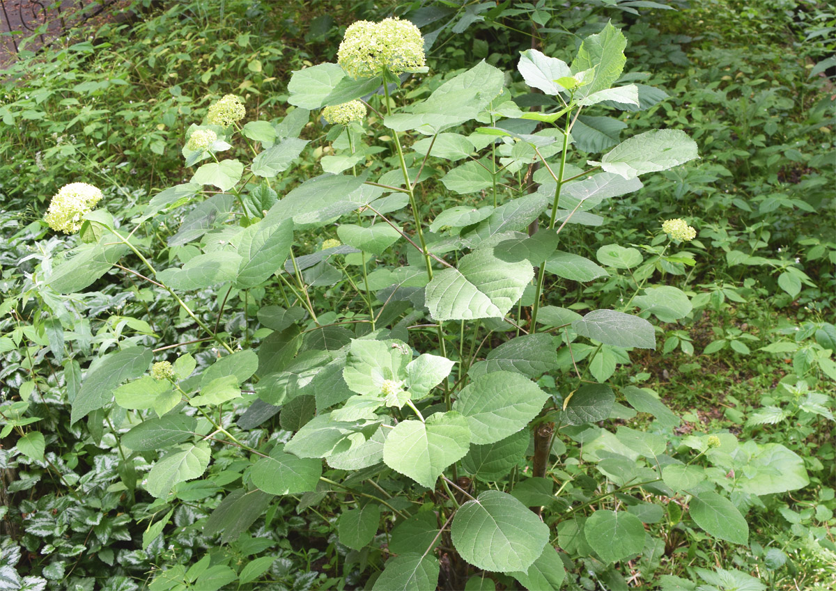 Image of Hydrangea arborescens specimen.