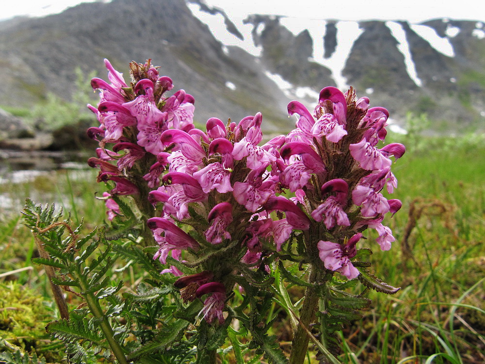 Изображение особи Pedicularis albolabiata.