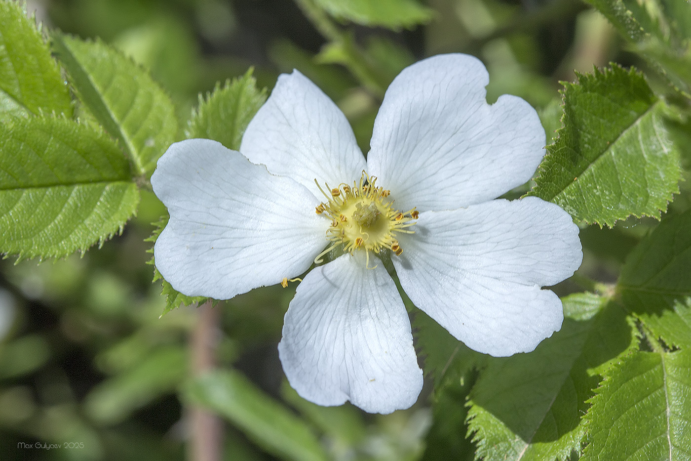 Image of genus Rosa specimen.
