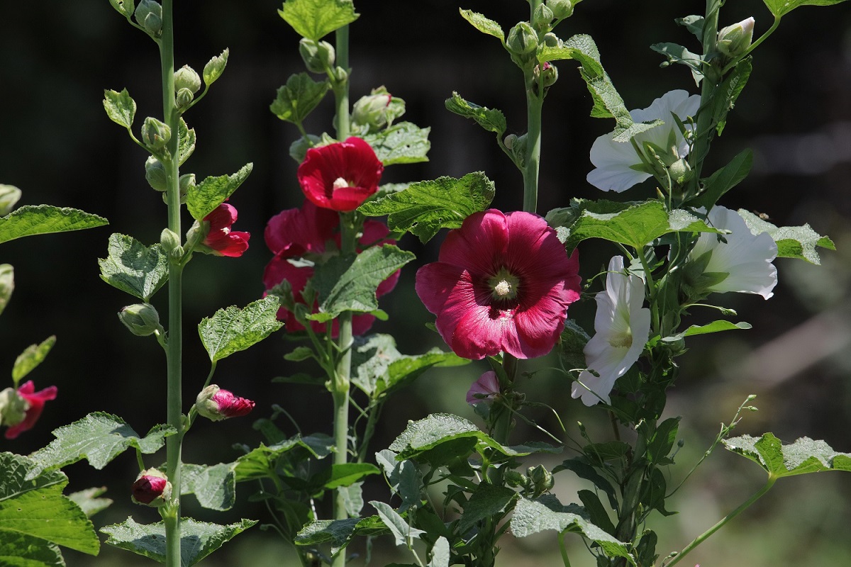 Image of Alcea rosea specimen.