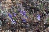 Veronica multifida