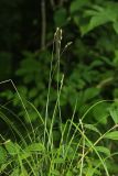 Carex lithophila. Плодоносящее растение. Приморский край, г. Владивосток, ООПТ БСИ ДВО РАН, обочина грунтовой дороги. 01.07.2025.